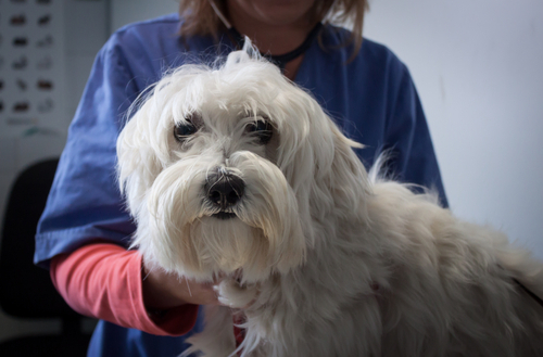 Discoid lupus erythematosus (DLE)