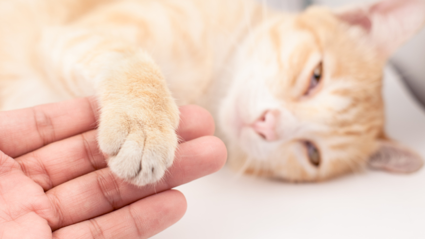 Allergenene finnes først og fremst i kattens spytt, urin og talgkjertler.