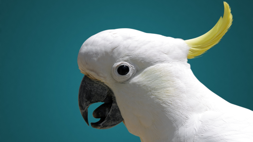 Papegojsjukan förekommer trots namnet allmänt hos vilda fåglar.