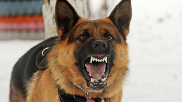 Rabies (Hundegalskap)