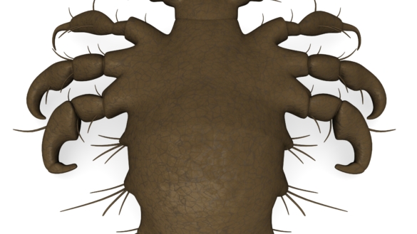 Flatlus (phthirus pubis)