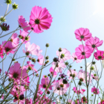 Herpes i underlivet (Genital herpes)