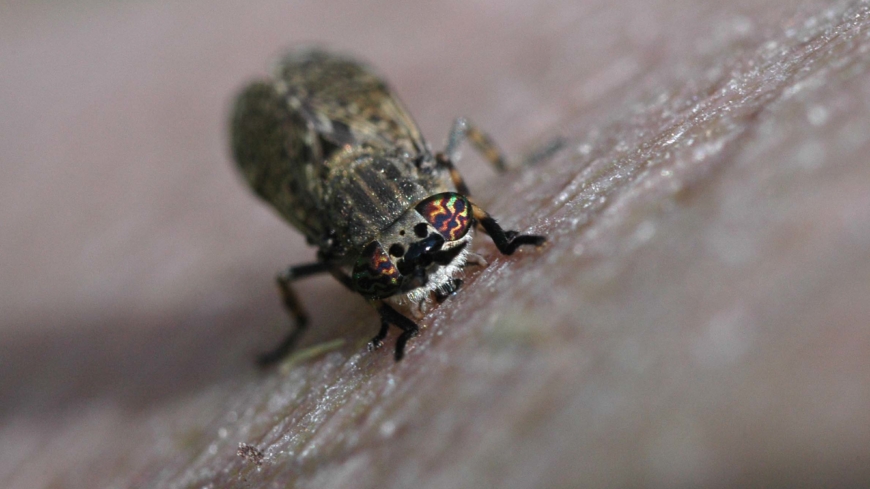 Mygg og andre insekter | ALTOMHELSE.no